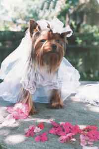 yorkshire bride